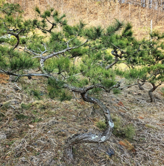 완주군 전원주택 소나무