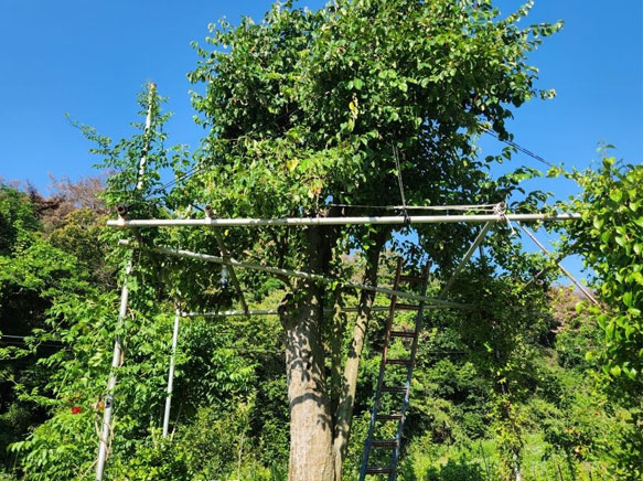 도로확장으로 인한 모과나무 판매