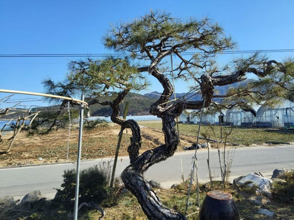 개인주택 철거예정 수목