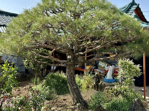 개인부지 수목판매