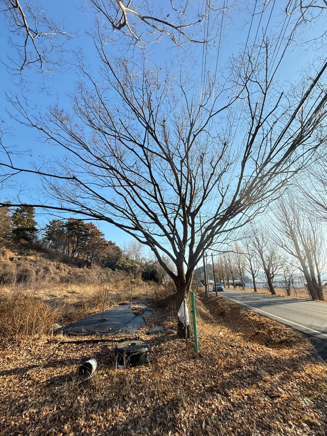 도로확장으로 인한 수목매매
