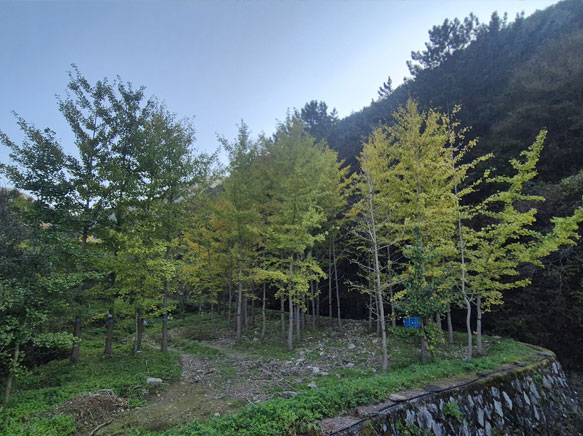 창원시 의창구 하자목건