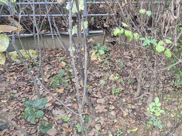 영천시 이팝나무 R18~25